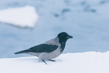 Crow in the snow. Crow closeup in winter.