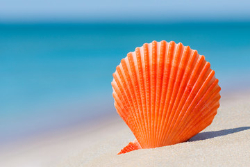 Orange brightly coloured Scallop shell of saltwater clam (marine bivalve mollusc) on white sand against turquoise ocean water and blue sky. Summer beach vacation background with left side copy space.