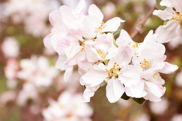 Fototapeta premium Spring flowering apple tree in garden, background. Macro shooting, photography.
