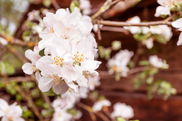 Spring flowering apple tree in garden, background. Macro shooting, photography.
