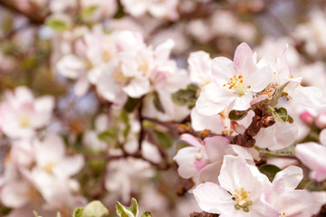 Obraz premium Spring flowering apple tree in garden, background. Macro shooting, photography.