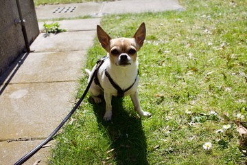 Cute short haired chihuahua outdoors in urban spring landscape