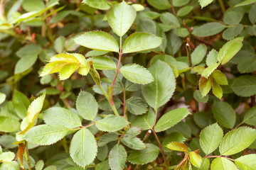 Obraz premium Bush roses with green leaves. Rose before flowering.