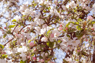 Obraz premium Spring flowering apple tree in garden, background. Macro shooting, photography.