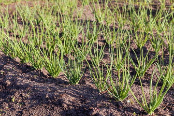 Green onion grows on a bed in the spring, natural homemade vegetables.