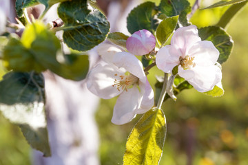 Spring flowering apple tree in garden, background. Macro shooting, photography.