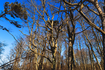 Spooky leafless trees with crooked branches
