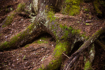 Huge roots of an old tree. Mystical background with large roots.