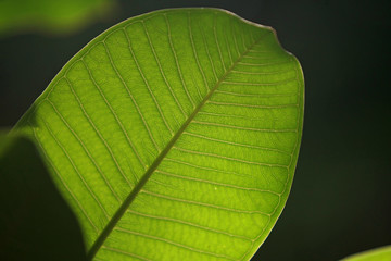 Leaves Tropical forest trees texture background wallpaper