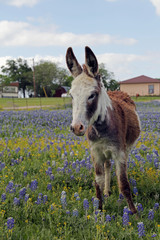 Donkey in Bluebonnet Field