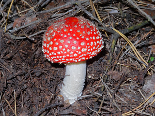 red fly agaric mushroom