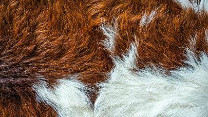 Wool animal . Fluffy animal fur, chestnut with white color