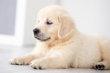 Lovely retriever puppy lying at home