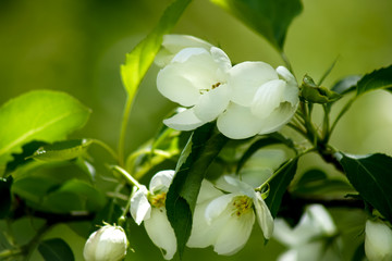 white apple tree flowers closeup