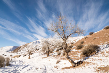 winter landscape with trees in the mountains