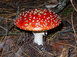 red fly agaric mushroom