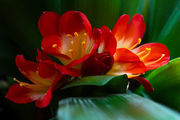 Macro image of a flower in soft tones