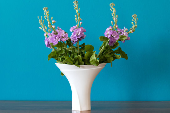 Lila Levkojen in einer wei&szlig;en Vase auf einem Holztisch vor einer blauen Wand