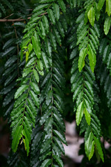 Leaves Tropical forest trees texture background wallpaper