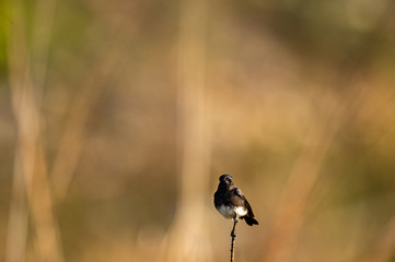 pied bush chat or saxicola caprata perched with  beautiful colorful background at jim corbett...