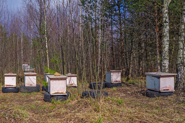 Early spring. A small mobile apiary stands temporarily in a suburban forest without movement. This is a consequence of the limitations of the coronavirus pandemic.