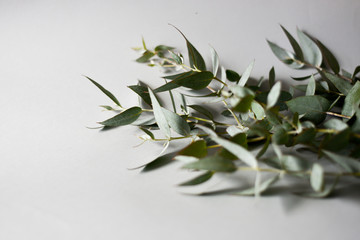 Trendy bouquet of fresh eucalyptus branches on a gray background for a minimalistic eco concept.