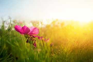 closeup Cosmos flowers during sunrise soil. Beautiful natural sunlight during sunset area and a blur of use.