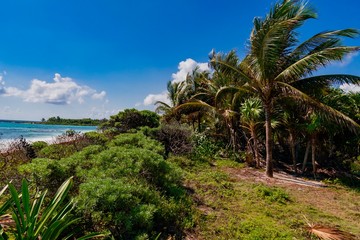 Fototapeta na wymiar Caribbean landscape with palm trees on biamca beach Playa del Carmen Mexico