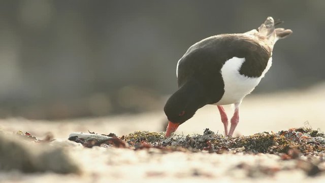 Great Oystercatcher, wildlife, close up, ornithology, Haematopus ostralegus