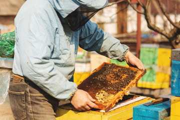 Bee hive detail. Beekeeper is working with bees and beehives on the apiary