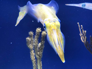 Squid swimming in the water