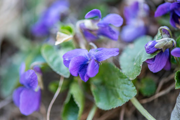 Violet violets flowers bloom in the spring forest. Viola odorata