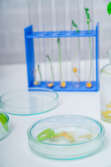 Genetically modified plant tested  .Ecology laboratory exploring new methods of plant breeding