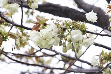 Prunus salicina (Japanese plum)blossoms / Rosaceae deciduous tree.