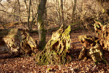 petrified oaks and beeches with roots in the Sababurg primeval forest
