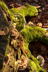 smoky bracket on a stump overgrown with moss