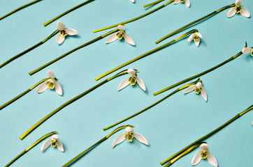 Spring snowdrops pattern. Snowdrops flowers on trendy blue mint background.