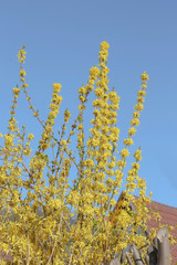 Gelbe Blüten der Forsythie, Forsythia