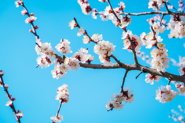 Cherry blossom, spring time, fresh flower blossom background.