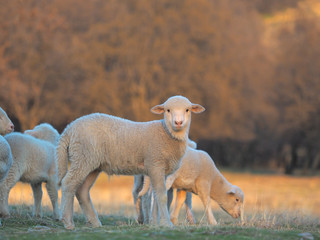 Young Lamb being curious on farm, sunset light