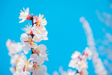Cherry blossom, spring time, fresh flower blossom background. Blue clear sky.