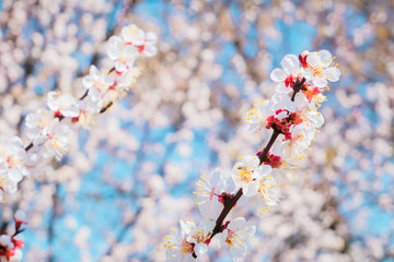 Cherry blossom, spring time, fresh flower blossom background.