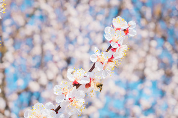 Cherry blossom, spring time, fresh flower blossom background.