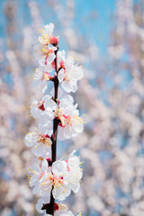 Cherry blossom, spring time, fresh flower blossom background.