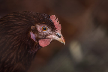 hen, hens, eko, bio, animal, farm