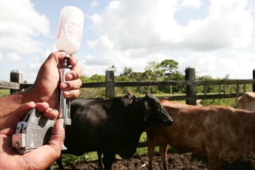foot-and-mouth vaccine