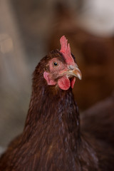 hen, hens, animals, farm, bio, eko
