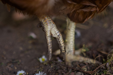 hen, hens, leg, farm, eko, bio, nature