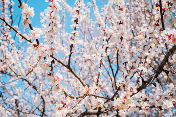 Fototapeta premium Cherry blossom, spring time, fresh flower blossom background.