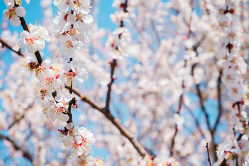 Cherry blossom, spring time, fresh flower blossom background.